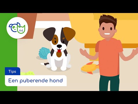 Tips | Een puberende hond