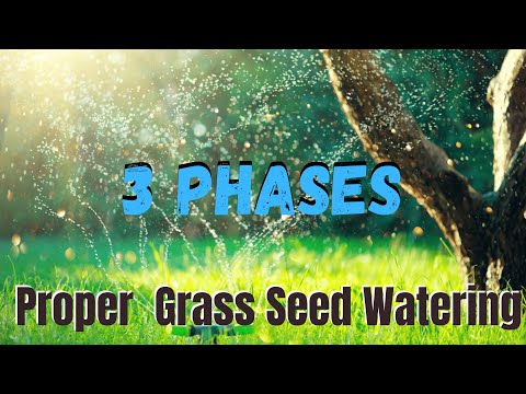 3 Phases To Watering New Grass Seeds - How To Do It Properly
