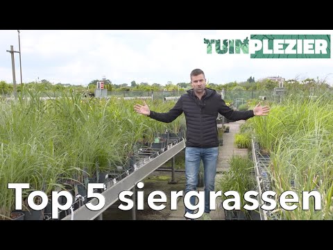 Siergrassen En Vaste Planten: Een Perfecte Combinatie