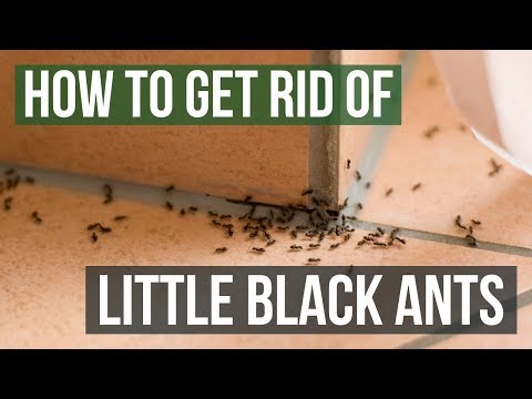 How to Get Rid of Little Black Ants (3 Easy Steps)