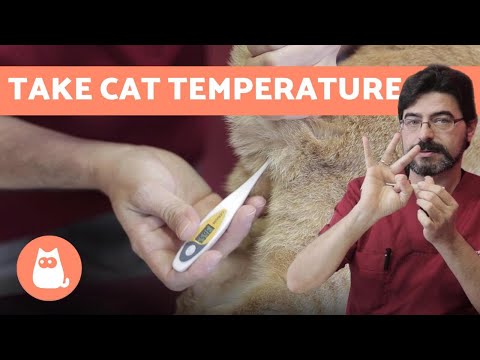 Optimale Temperatuur Voor Katten In Huis