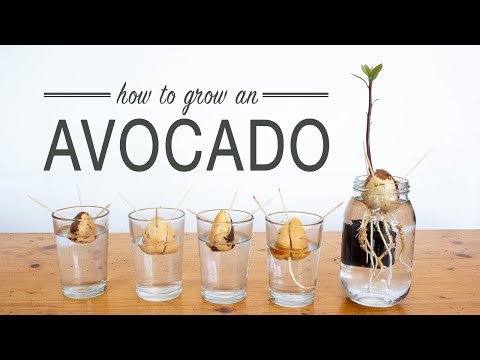 Avocado Pit Planten In Water: Een Stap-Voor-Stap Gids