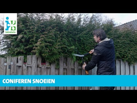 Wanneer Kun Je Coniferen Snoeien: De Beste Tijd En Tips