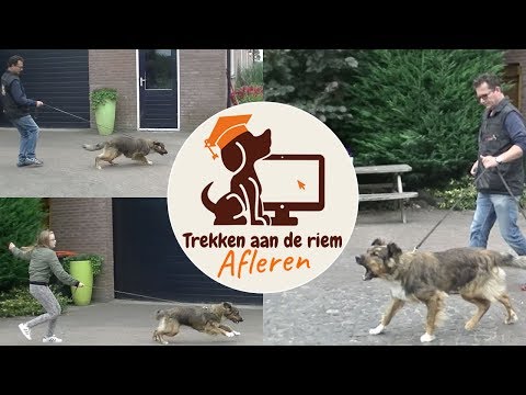 Hoe Leer Ik Mijn Hond Rustig Wandelen? De Ultieme Gids.