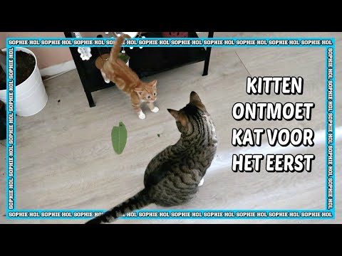 Katten Wennen Niet Aan Elkaar: Tips Voor Harmonieuze Introductie