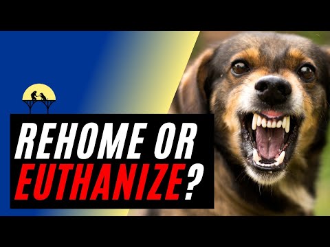 When to Put A Dog Down or Rehome for AGGRESSION? (w/ expert Michael Shikashio)