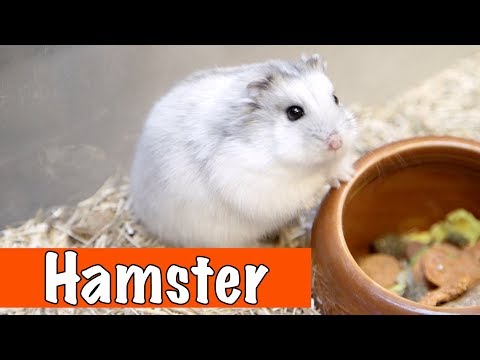 Alles over de hamster! | DierenpraatTV