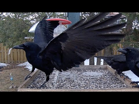 Grote Kraaiachtige Vogel Met Omlaag Vallende Bij Veren: Fascinerende Kenmerken En Feiten