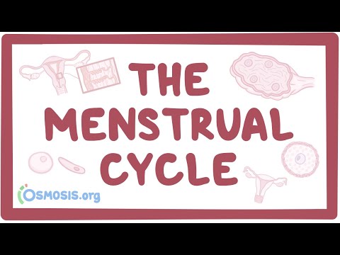 The menstrual cycle