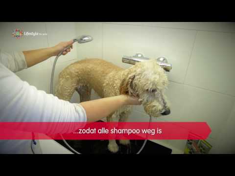 Tips voor het wassen van je hond