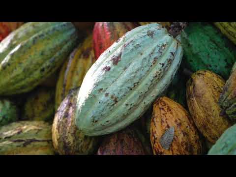 Chocolate Makers Amsterdam: Ambachtelijke Lekkernijen Uit De Hoofdstad.